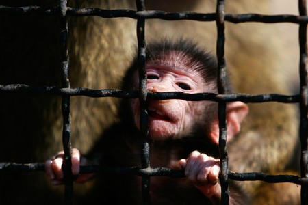 close up portrait of baboon monkey baby in cageの写真素材