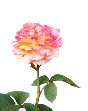 beautiful rose over whiteの写真素材