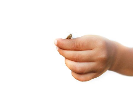 child's hand with grasshopper over whiteの写真素材