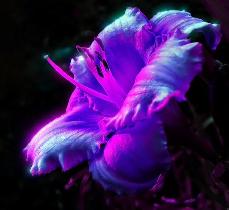 Flower in the garden in the mysterious lunar night light.の写真素材