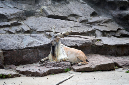 a screw-horned goat resting on the rocksの写真素材