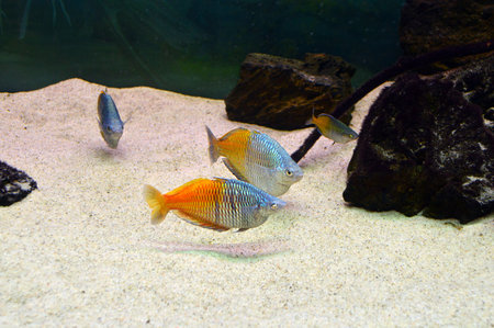 yellow-blue fish (Melanotaenia boesemani)の写真素材