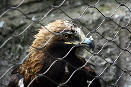 steppe eagle profileの写真素材