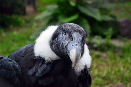 a bird of prey Condorの写真素材
