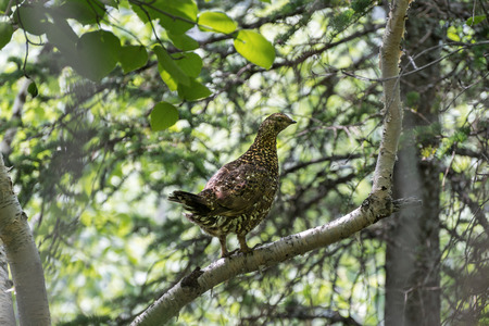 Spruce grouse or Canada grouse Falcipennis falcipennis. Far East Russian ridge Miao Chan.の写真素材