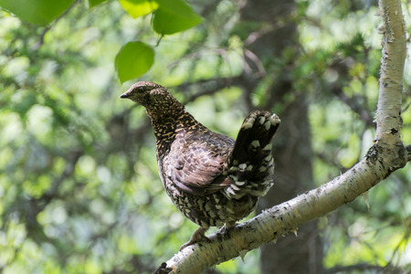 Spruce grouse or Canada grouse Falcipennis falcipennis. Far East Russian ridge Miao Chan.の写真素材