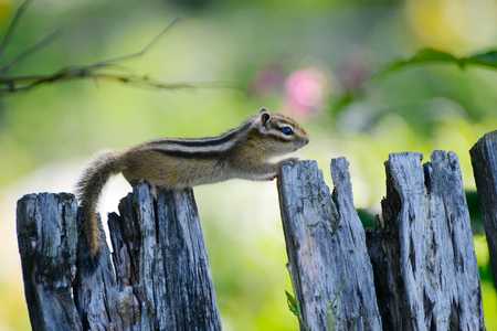 Chipmunk small striped rodent of the squirrel family. The photo Siberian chipmunk.の写真素材
