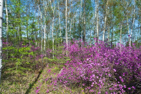 In the Russian Far East that spring rassvjol Rhododendron dauricum.  May blooms Rhododendron dauricum.の写真素材