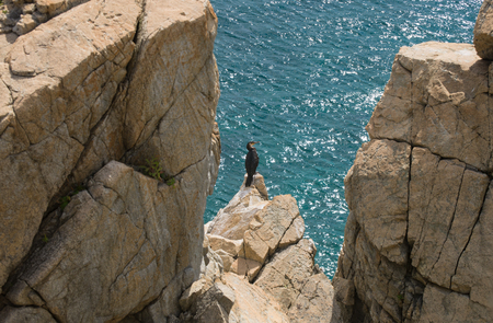 Gamov peninsula in the Russian Far East. Seabirds cormorants on the rocks in the sea.  の写真素材