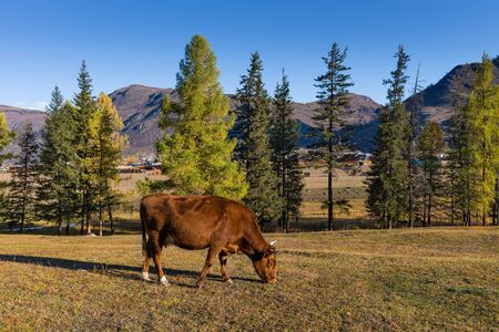 Beautiful mountain valleys of the Republic of Altai Russia. Cows graze in the chuya valley.の写真素材
