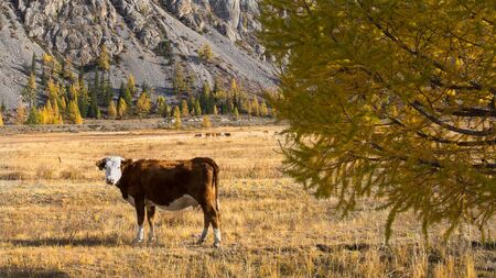 Beautiful mountain valleys of the Republic of Altai Russia. Cows graze in the chuya valley.    の写真素材