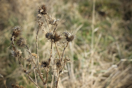 Dry brown grass in autumn field closeupの写真素材