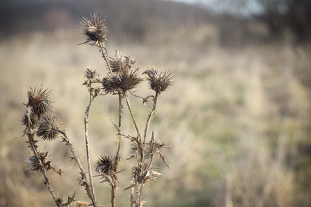 Dry brown grass in autumn field closeupの写真素材