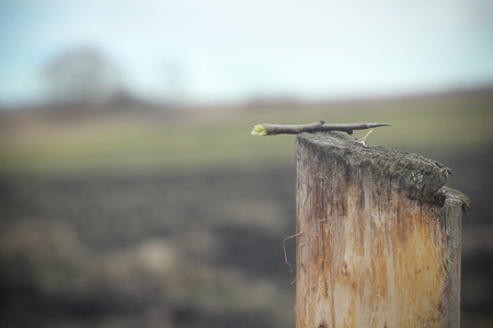 Small broken twig on wooden log in field closeupの写真素材