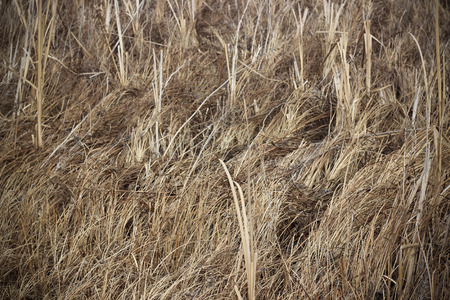 Dry brown grass in autumn field closeupの写真素材