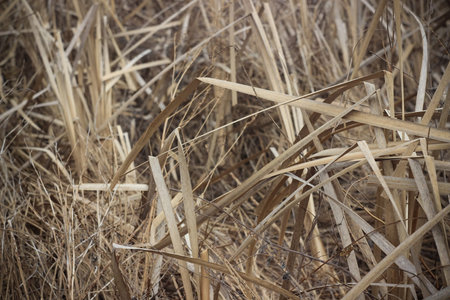Dry brown grass in autumn field closeup
