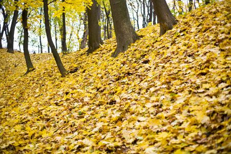 Autumn foliageの写真素材