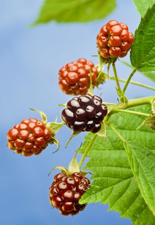 Blackberryの写真素材