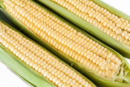 maize