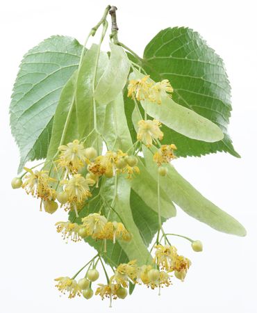 Flowers of linden-tree on a white backgroundの写真素材