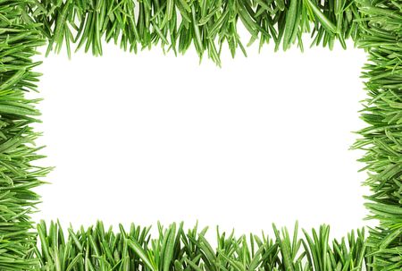 The leaves of rosemary on the edge of the photos as a framework.の写真素材