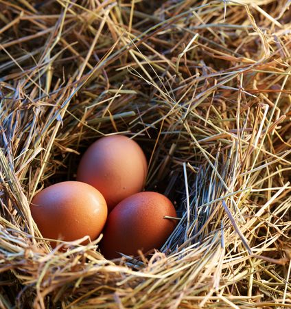 Chicken eggs in the straw in the morning light.の写真素材
