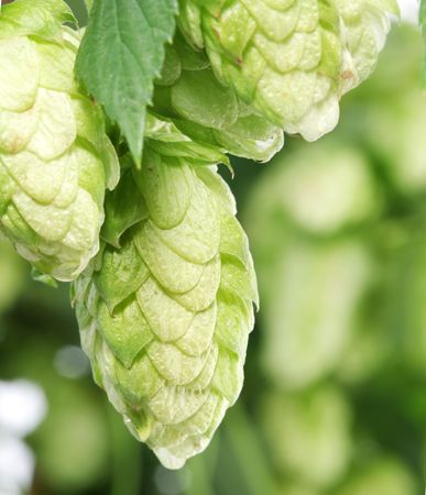 branch of hops close upの写真素材