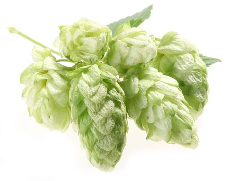 branch of hops on a white backgroundの写真素材
