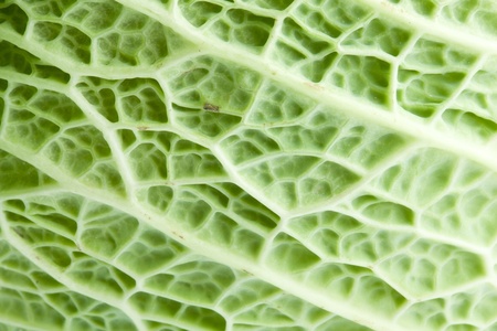 Image texture cabbage leafの写真素材
