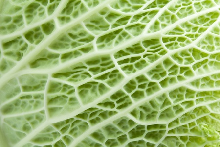 Image texture cabbage leafの写真素材