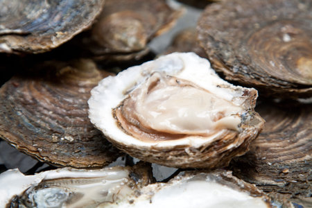 Fresh oysters are laid out on the ice.
