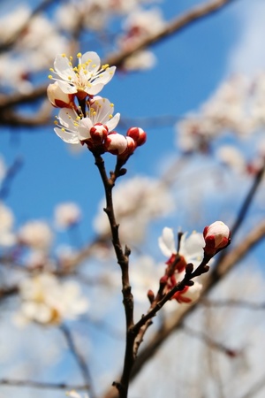 Flower apricot blossoms against the sky.の写真素材