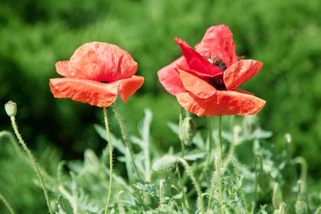 Close up shot of tender poppy flower. 