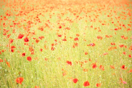 Field of wild poppy flowers. の写真素材