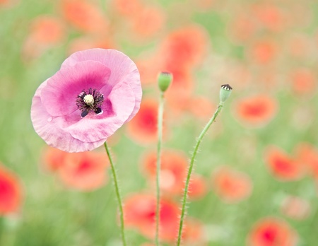 Close up shot of tender pink poppy flower in red poppy field. の写真素材