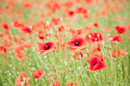 Field of wild poppy flowers. の写真素材