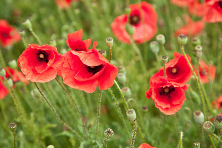 Field of wild poppy flowers. 