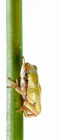 Little frog over rush isolated on a white background.の写真素材