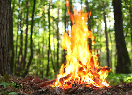 Bonfire in the forest  