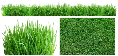 Spring green grass  Top view, side, and panoramic  On a white background の写真素材