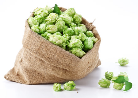 Sack of hops on a white background 