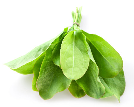 Sorrel isolated on white background 