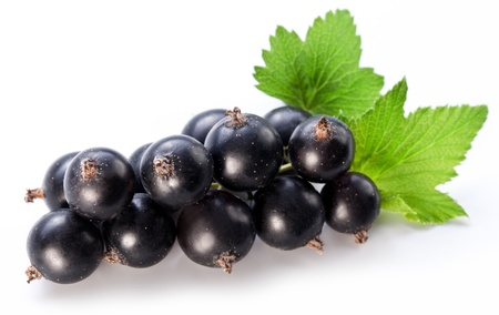 Branch of black currant on a white background.の写真素材