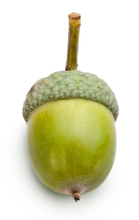 Acorn on a white background.の写真素材