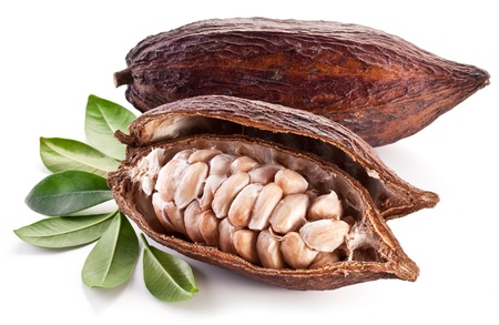Cocoa pod on a white background.の写真素材