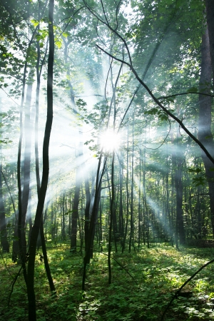 Sun's rays shining through the trees in the forest.の写真素材