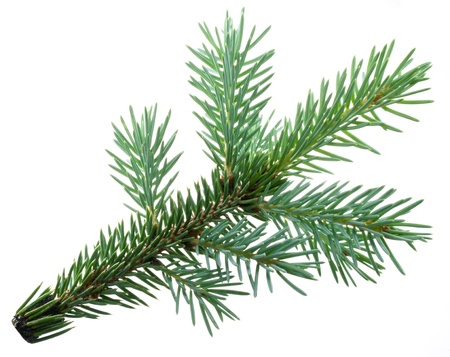 Fir branch isolated on white background.の写真素材