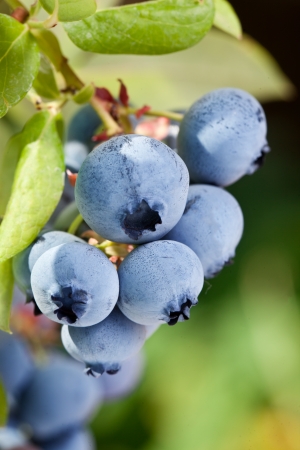 Blueberries on a shrub. Macro shot.の写真素材