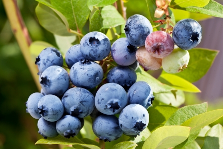 Blueberries on a shrub. Macro shot.の写真素材