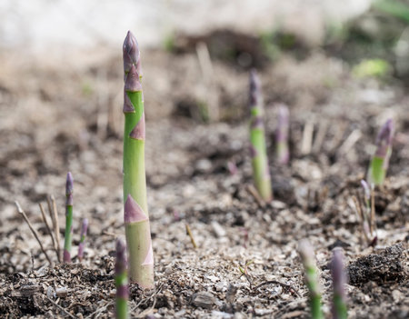 Growing process of asparagus shoots.の写真素材
